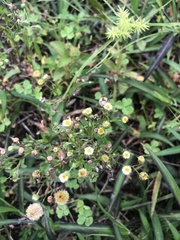 Perityle microglossa