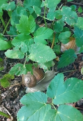 Helix pomatia