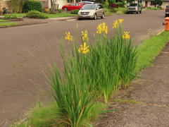 Iris crocea