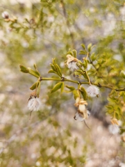 Larrea tridentata