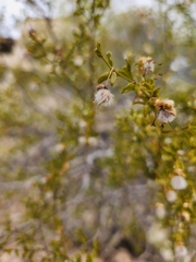 Larrea tridentata