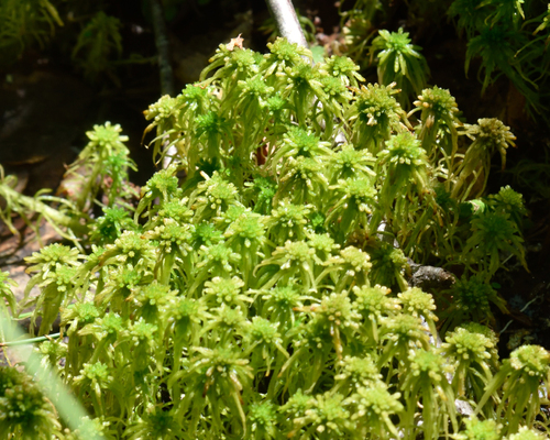 Image of Sphagnum angustifolium by (c) Fyodor Pudovikov, some rights reserved (CC BY)