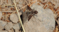 Hemipenthes differens