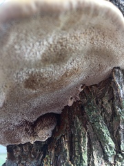 Inocutis tamaricis