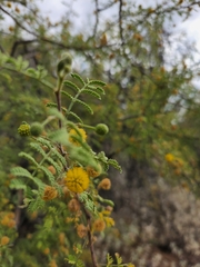 Vachellia