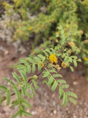 Vachellia