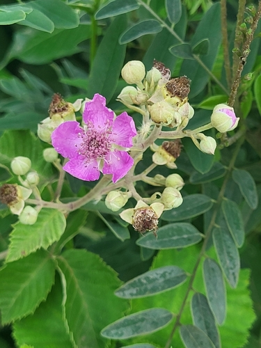 Kupina (Rubus)