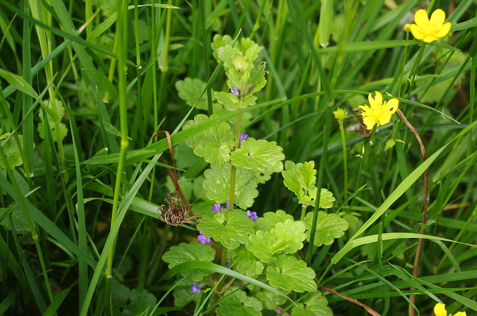 ground-ivy from Юго-Западный административный округ, Москва, Россия on ...