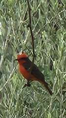 Pyrocephalus rubinus