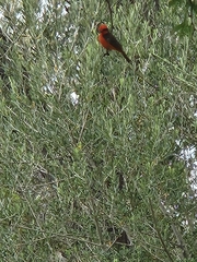 Pyrocephalus rubinus