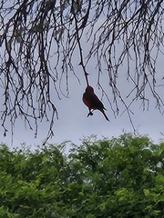 Pyrocephalus rubinus