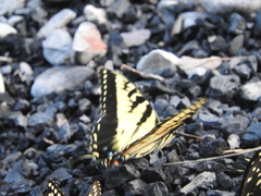 Papilio alexiares garcia