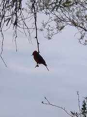 Pyrocephalus rubinus