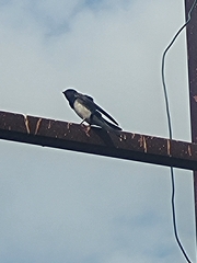 Hirundo rustica
