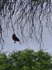 Pyrocephalus rubinus