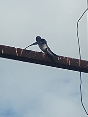 Hirundo rustica