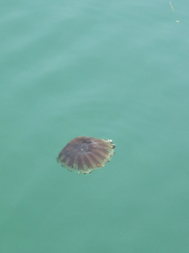 Kompas meduza (Chrysaora hysoscella)