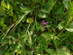 Prunella vulgaris