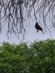 Pyrocephalus rubinus