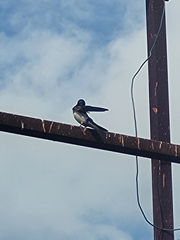 Hirundo rustica
