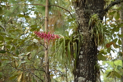 Tillandsia borealis