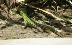 Cnemidophorus gramivagus
