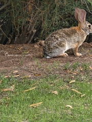 Sylvilagus audubonii