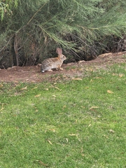 Sylvilagus audubonii
