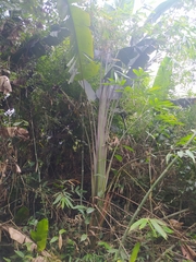 Phenakospermum guyannense