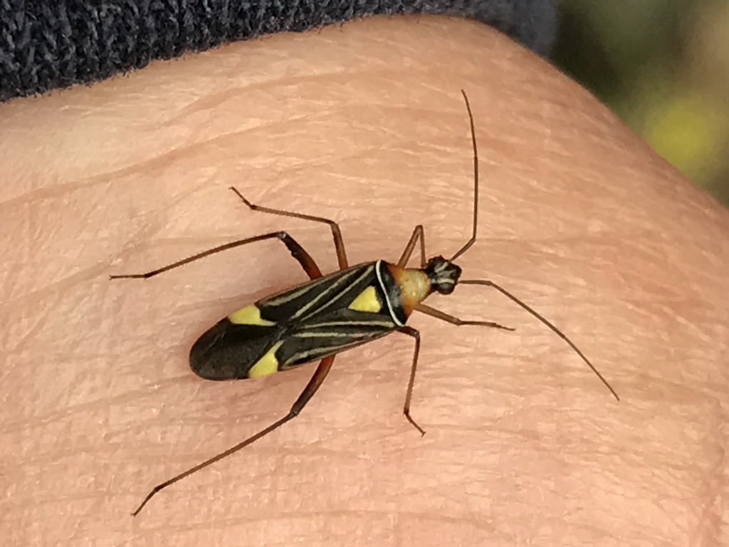 Closterocoris