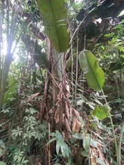 Phenakospermum guyannense