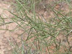 Prosopis sericantha