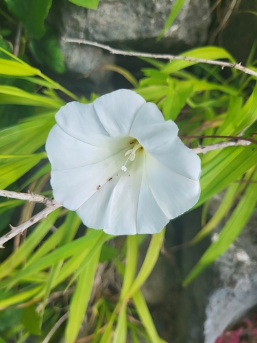 Ladolež (Calystegia)