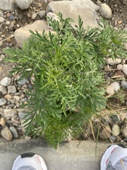 Ambrosia artemisiifolia