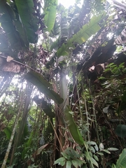 Phenakospermum guyannense