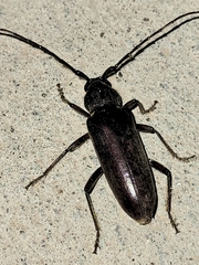 Enaphalodes hispicornis