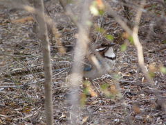 Uratelornis chimaera