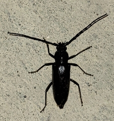 Enaphalodes hispicornis