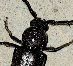 Enaphalodes hispicornis