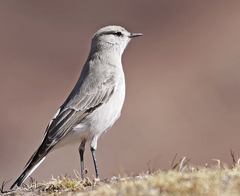 Muscisaxicola cinereus