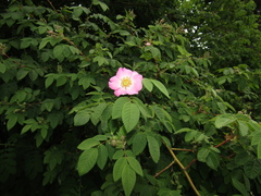 Rosa caudata