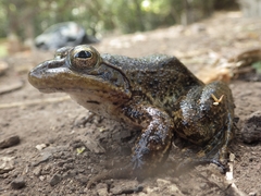 Lithobates psilonota