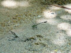 Euthygomphus koxingai