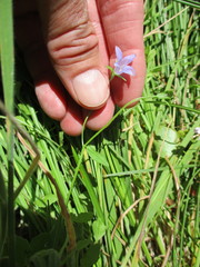 Campanula californica