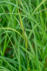 Carex atherodes