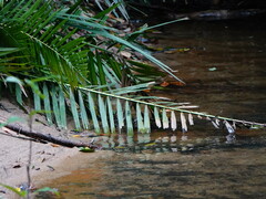 Euthygomphus koxingai