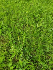 Tragopogon pratensis