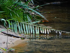Euthygomphus koxingai