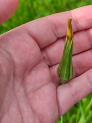 Tragopogon pratensis