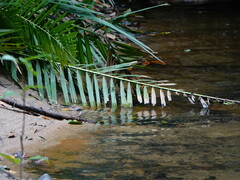 Euthygomphus koxingai